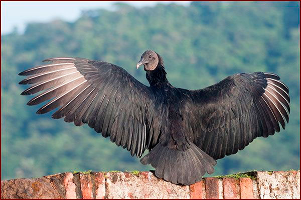 Oiseaux du Panama, photo d'un Urubu noir