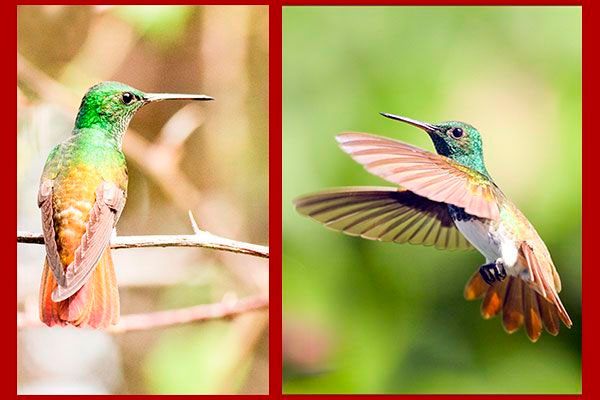 Oiseaux du Panama, photo de colibri Ariane d'Edward