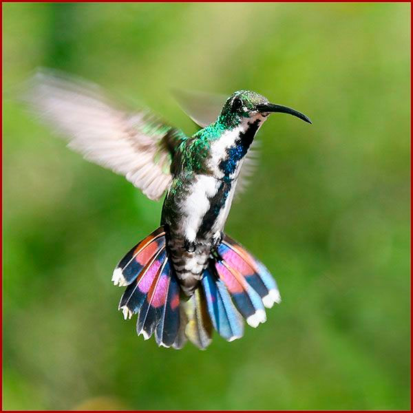 Birds of Panama Hummingbird photo of a Veraguan Mango in flight