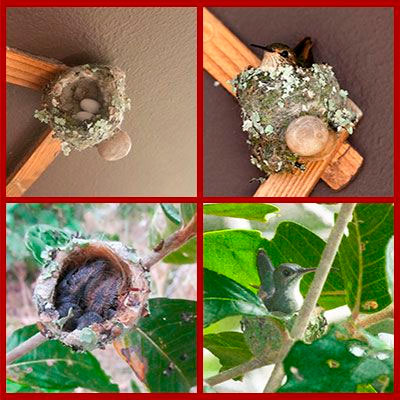 Oiseaux du Panama, photo de colibri au nid