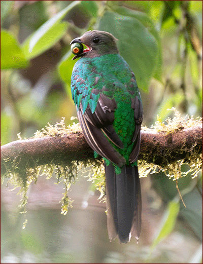 Oiseaux du Panama, photo de Quetzal resplendissant femelle