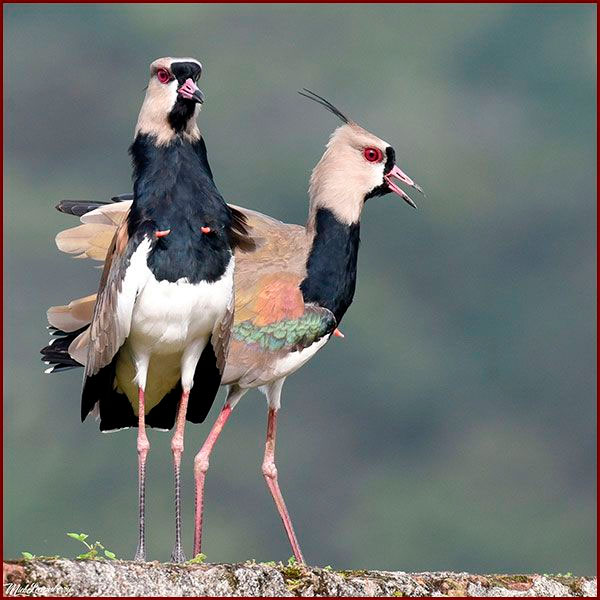 Oiseaux du Panama, photo de Vanneaux téro