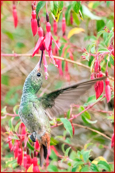 Oiseaux du Panama, photo de colibri Ariane a ventre gris en vol