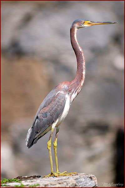 Oiseaux du Panama, photo d'une Aigrette tricolore