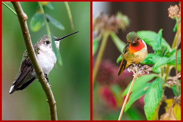 Oiseaux du Panama, photo de colibri  a gorge rubis