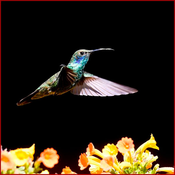 Oiseaux du Panama, photo de colibri cyanote en vol