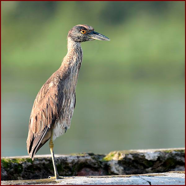 Oiseaux du Panama, photo d'un Bihoreau violacé
