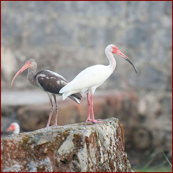 Oiseaux du Panama, photo d'Ibis blancs
