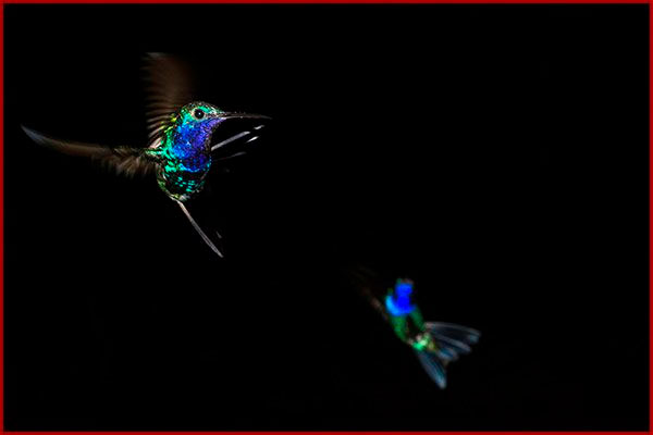 Oiseaux du Panama, photo de colibris en vol