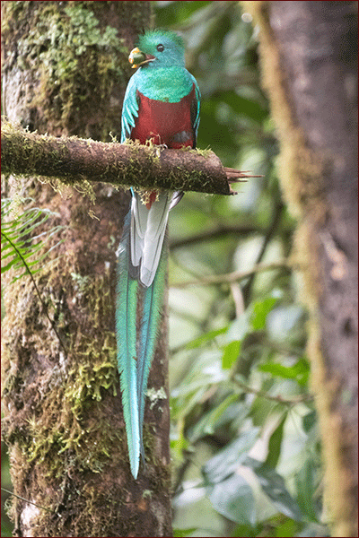 Bird of Panama, photo of a resplendent quetzal male