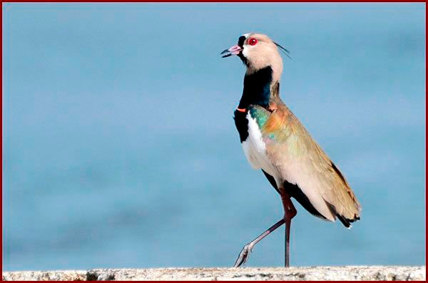 Photo de Vanneau téro prise au Panama
