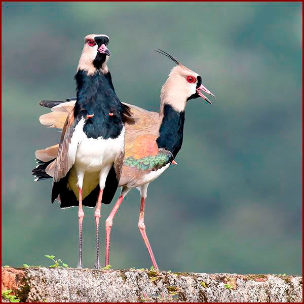 Photo de Vanneaux tero prise au Panama