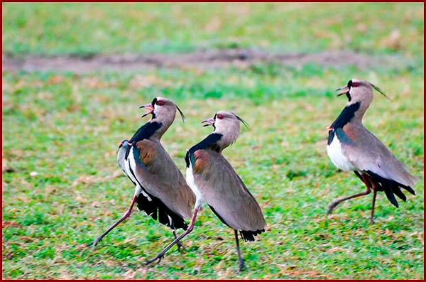 Photo de Vanneaux tero en parade nuptiale prise au Panama
