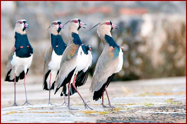 Photo de vanneaux tero prise au Panama