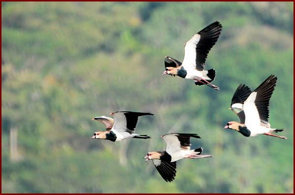 Photo de Vanneaux tero en vol au Panama