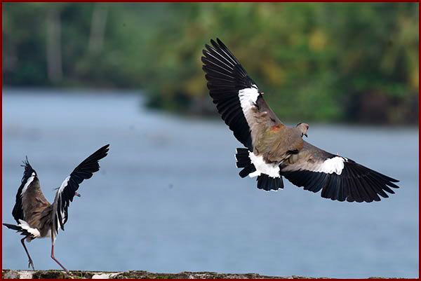Photo de Vanneaux tero en vol au Panama