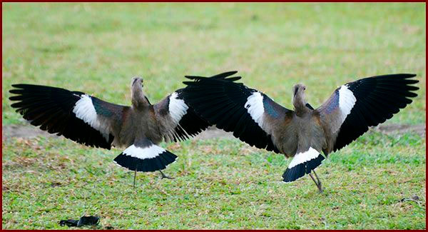 Photo de Vanneaux tero au Panama