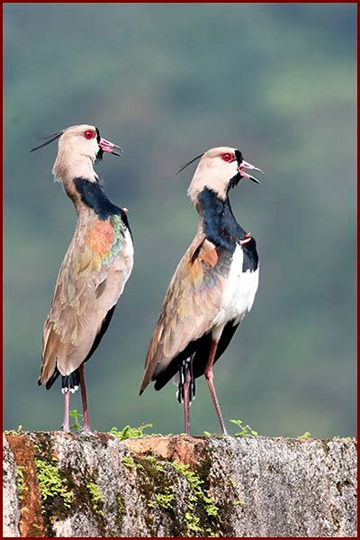 Photo de Vanneaux tero au Panama