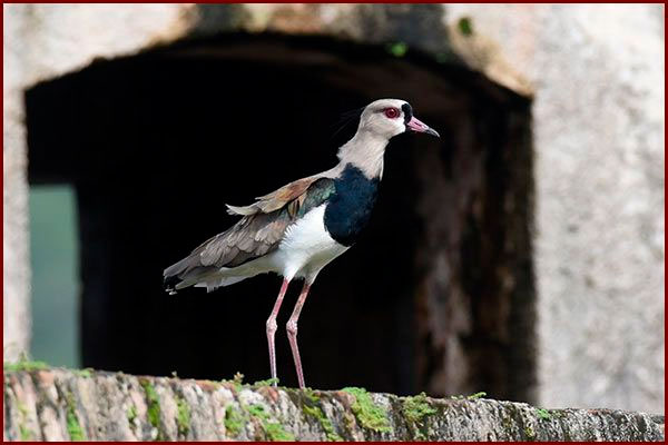 Photo de Vanneaux tero au Panama