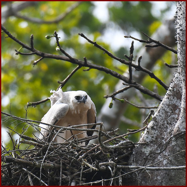 Photo of a young Harpy Eagle eaglet in the nest, taken in Panama