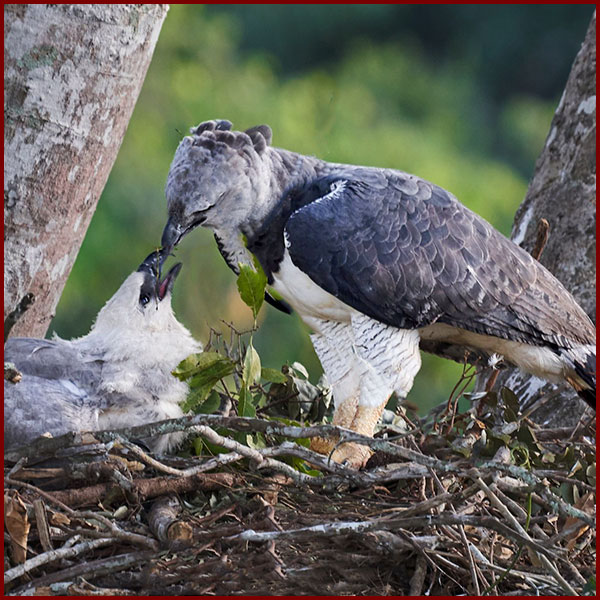 Photo of a female Harpy Eagle feeding her eaglet, taken in Panama