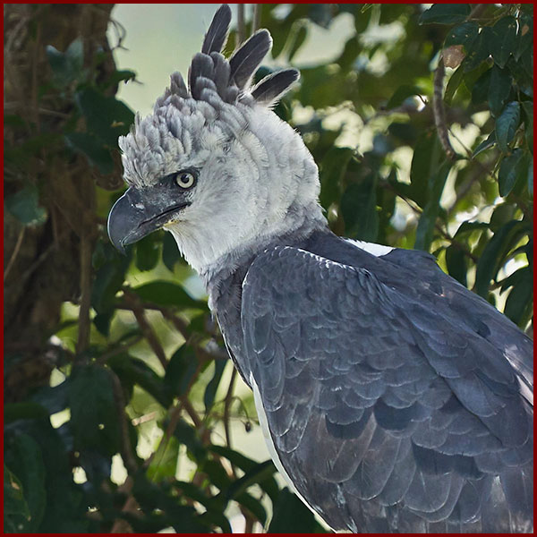 Photo of an alert Harpy Eagle, crest feathers erect, photo taken in Panama