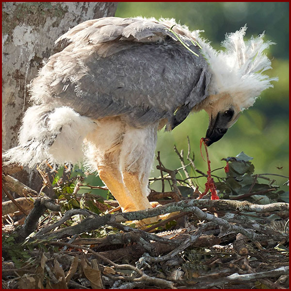 Photo of an immature Harpy Eagle eating at the nest