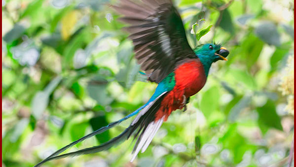 Male Resplendent Quetzal flying towards its nest in Panama