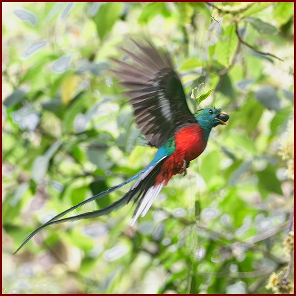 Male Resplendent Quetzal flying towards its nest in Panama