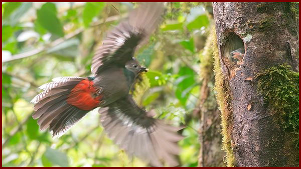 Female Resplendent Quetzal flying towards its nest