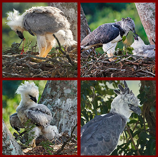 Tableau regroupant des photos de Harpie féroce 