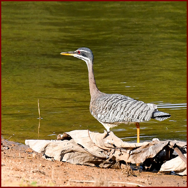 Photo of a Sunbittern (Eurypygias helias) at the edge of a lake