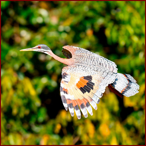 Photo showing the magnificent wings of the Sunbittern in flight