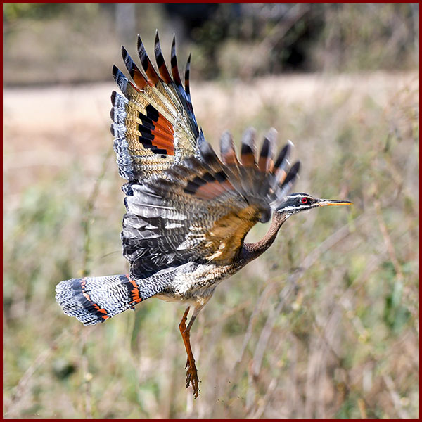 Photo of a Sunbittern taking flight