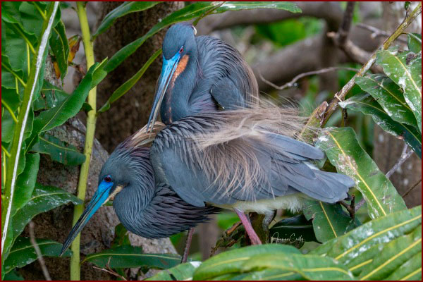 Photo d'un couple d'aigrettes tricolores en plumage nuptial