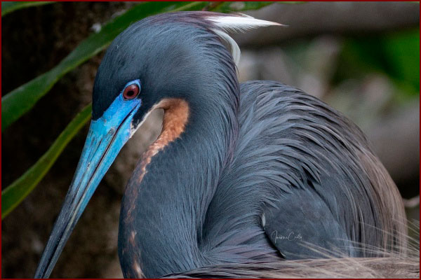 Photo d'une aigrette tricolore en plumage nuptial