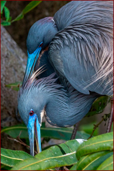 Photo d'un couple d'aigrettes tricolores en plumage nuptial