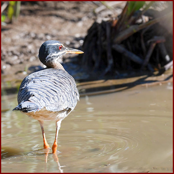 Photo d'un Caurale soleil (Eurypygias helias) ailes repliées, les pieds dans l'eau