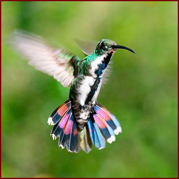 Photo d'un colibri Mango de Veraguas femelle prise au Panama