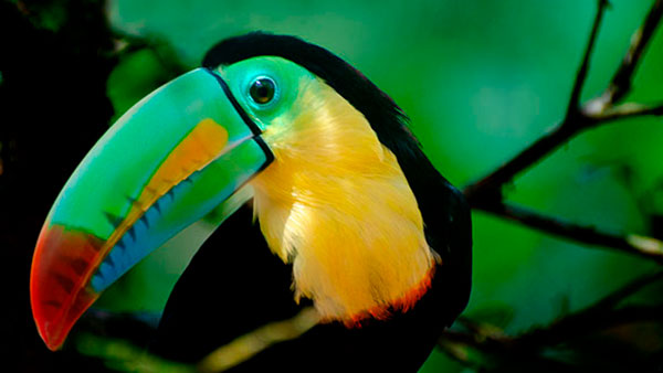 Toucan à carène Panama