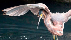Aigrette tricolore Egretta tricolor