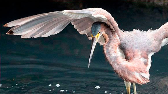 Aigrette tricolore Egretta tricolor