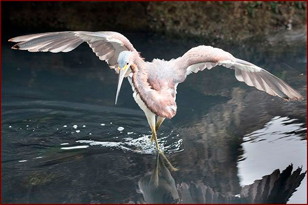 Une Aigrette tricolore pêche les ailes déployées Panama