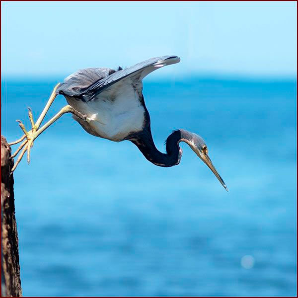 Une Aigrette tricolore plonge vers la mer