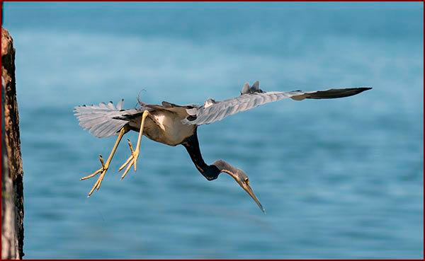 Une Aigrette tricolore plonge en mer