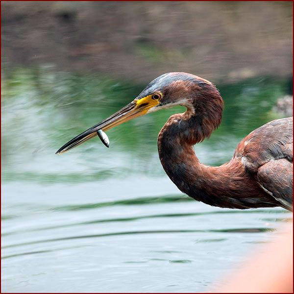 Une Aigrette tricolore avec un petit poisson dans le bec