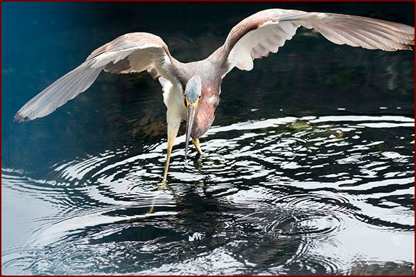 Une Aigrette tricolore pêche les ailes déployées