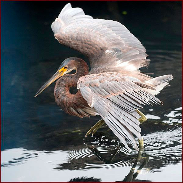 Une Aigrette tricolore pêche les ailes déployées
