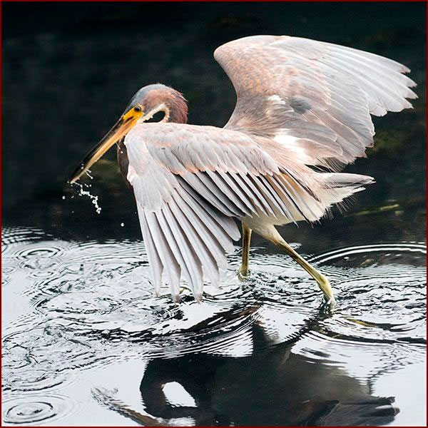 Une Aigrette tricolore pêche les ailes déployées