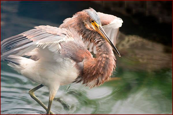 Une Aigrette tricolore pêche les ailes déployées